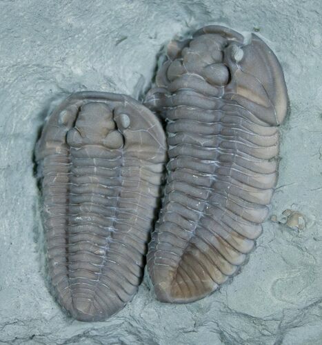 Two Huge, Oldenburg Flexicalymene Trilobites #5526